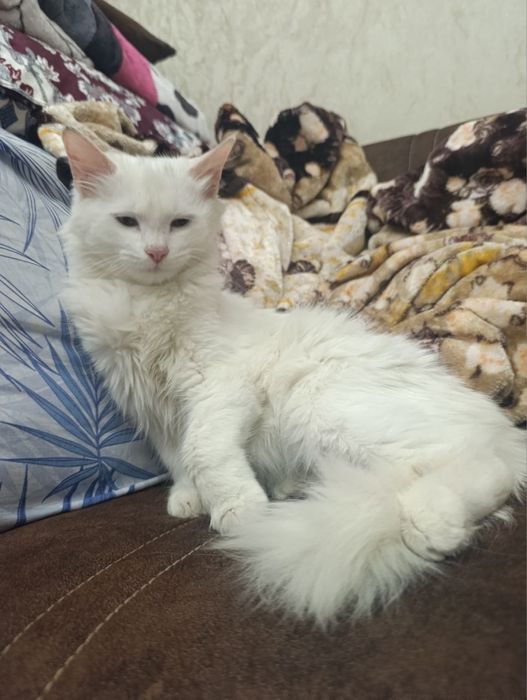 Котенок ищет ответственного человека!