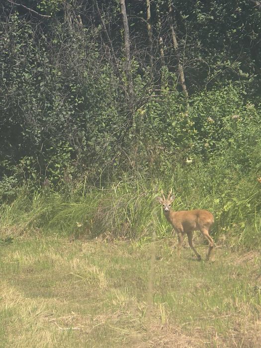 Vand teren in zona de munte Întorsura Buzaului