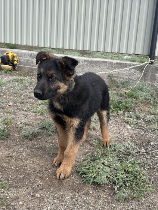 Овчарка күшік (щенок)