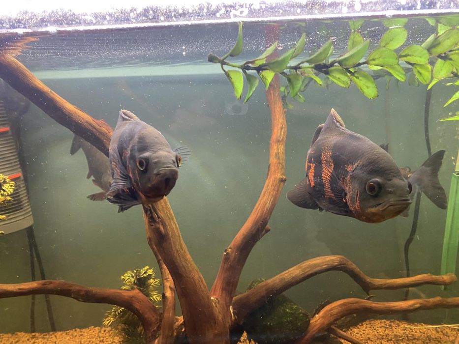 Продавам рибки оскар