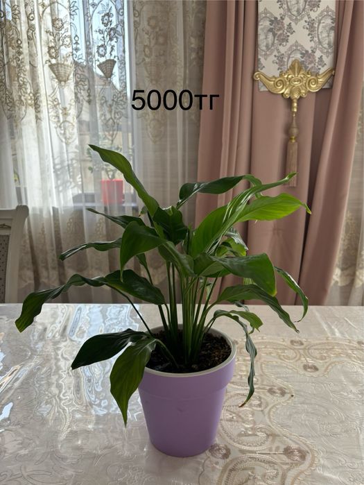 Продам комнатные цветы