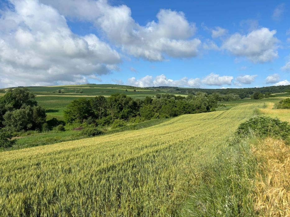 Teren 7.000 mp de vânzare – Sântioana de Mureș, comuna Pănet