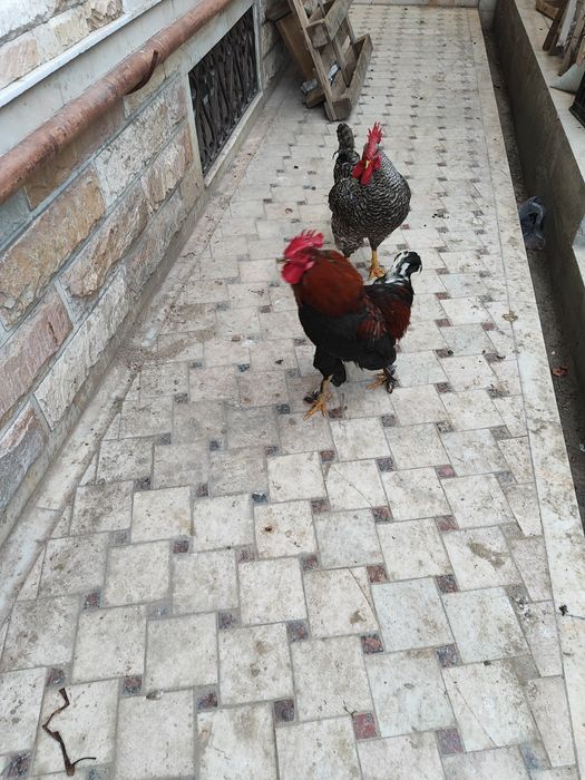 Петухи домашние (хурозлар)