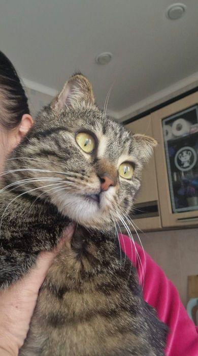 Отдам котёночка - подростка в добрые руки