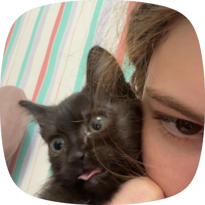 Отдаю котенка бесплатно