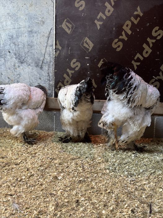 чистокровная брама