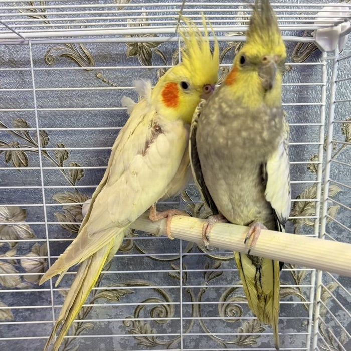 Попугай корелла