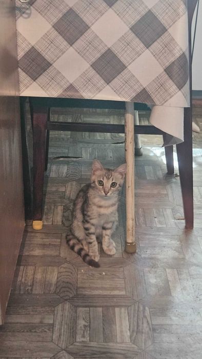 Отдам котенка в хорошие руки
