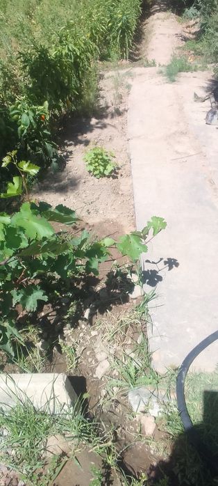 Продаеться дача в алмалыке в черте города