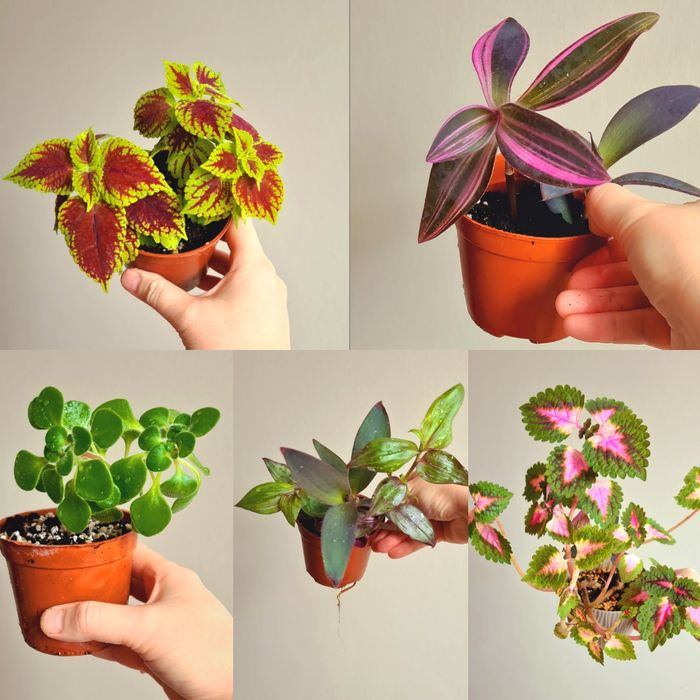 10 черенков за 5000