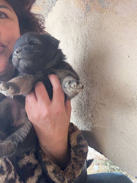 Щенки в добрые руки