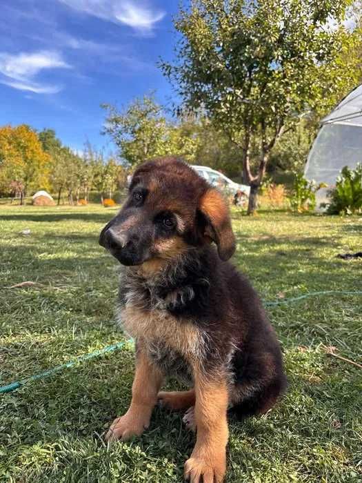 Fetiță de ciobănesc german cu pedigree de top