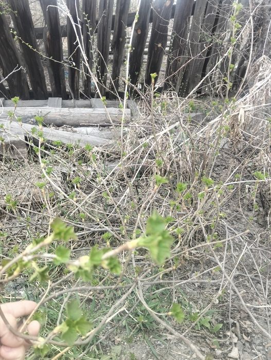 Саженцы смородина