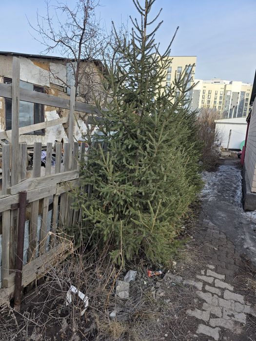 Продам  ёлку  сосны