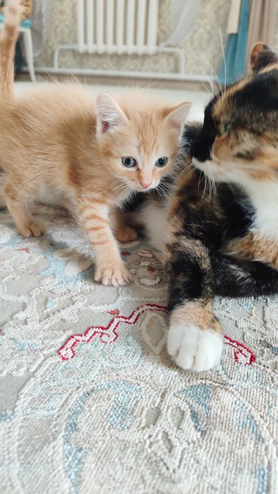 Отдам котенка в добрые руки