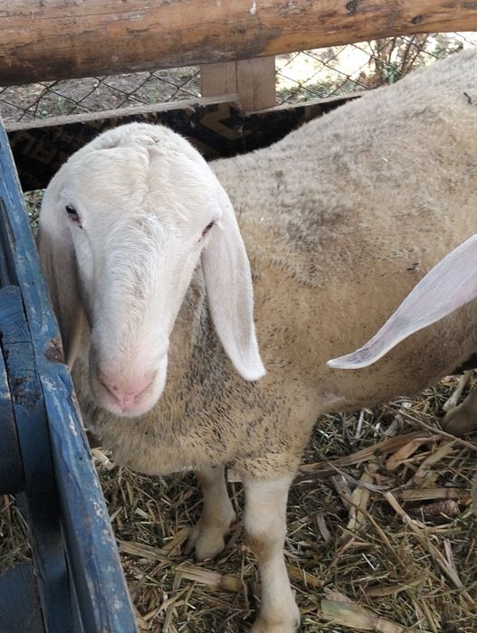 Vând mieluță și berbecuț bergamasca au peste 65 kg bucata