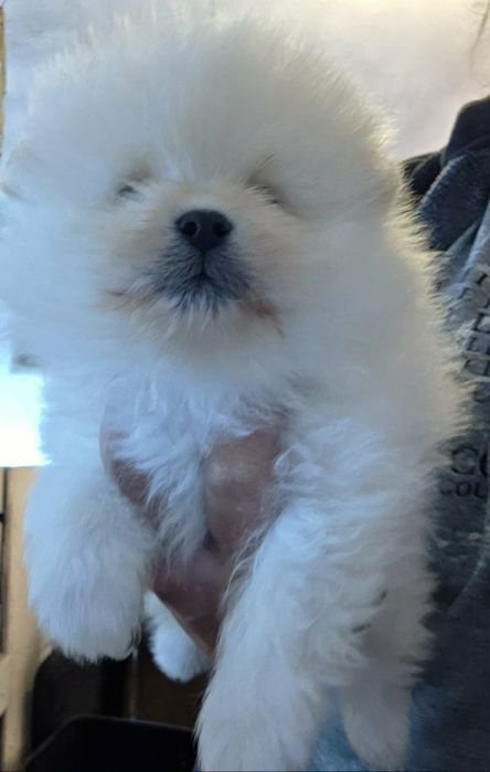 Мини померан мини