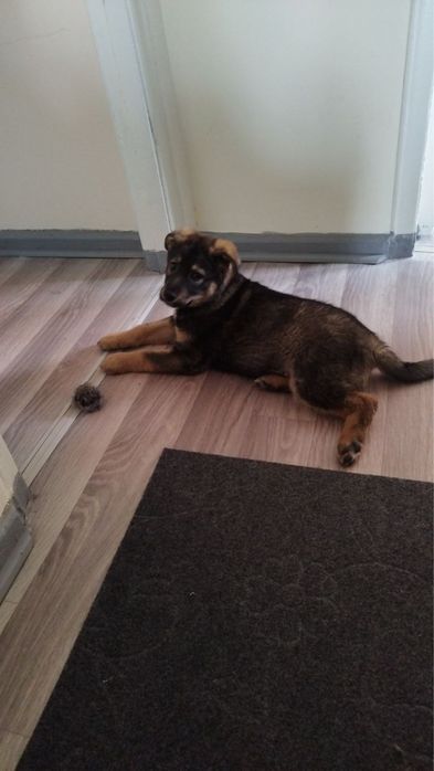 Кто потерял щенка? Найдитесь старые или новые родители!