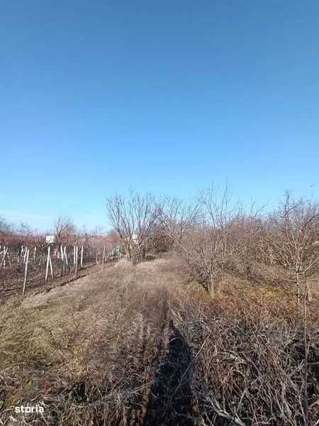 VAND CASA - Branistari, Giurgiu