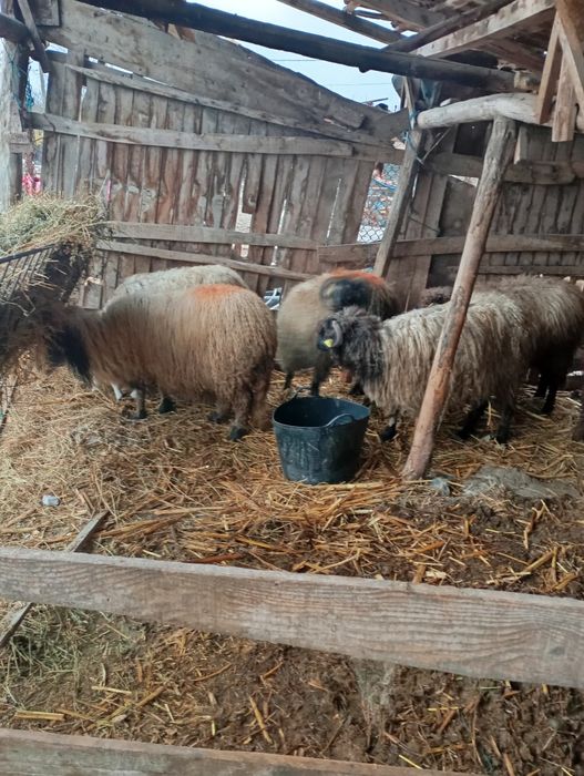 Vând oi sterpe de tăiat