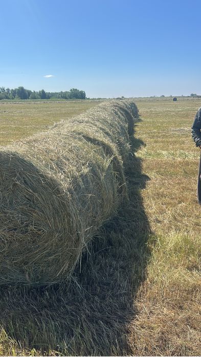 Продаю сено в рулонах разнотравье