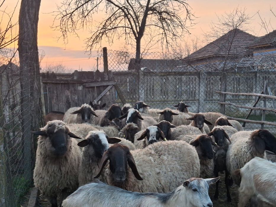 Oi metisate de vânzare