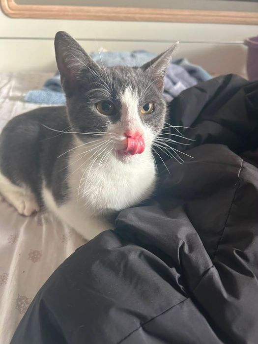 Motanei spre adoptie
