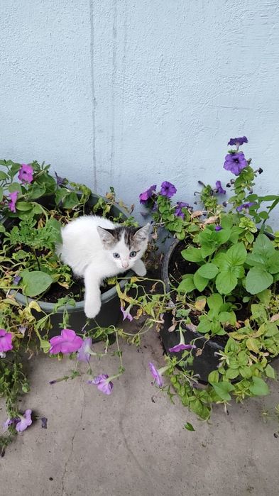 отдадим котят в хорошие  руки