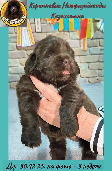 Щенки Ньюфаундленда