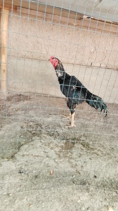 Xoʻroz zotor yiiyishi yaxshi narxi 3mlyon yana kelishamiz