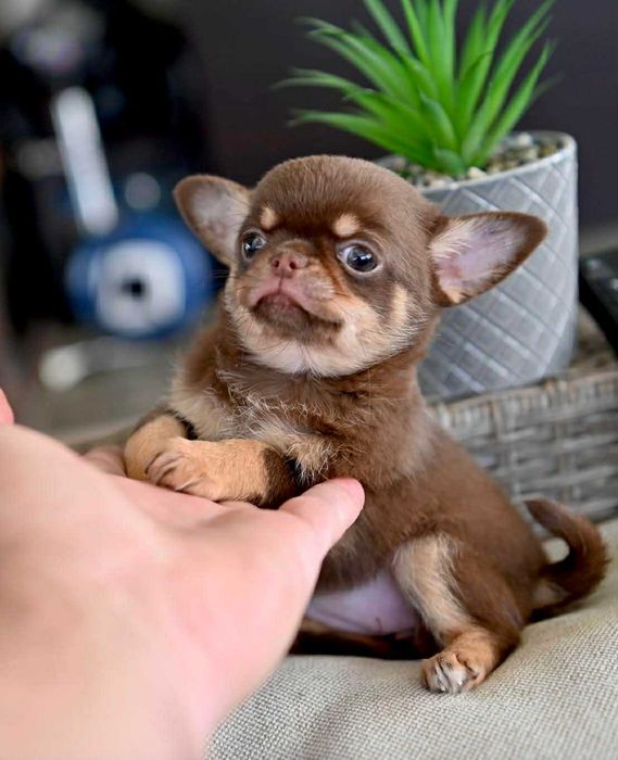 Женско мини чихуахуа шоколадов тен