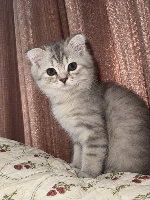 Шотландская вислоухая