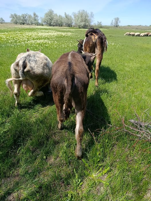 Продам бычка  10 месяцев