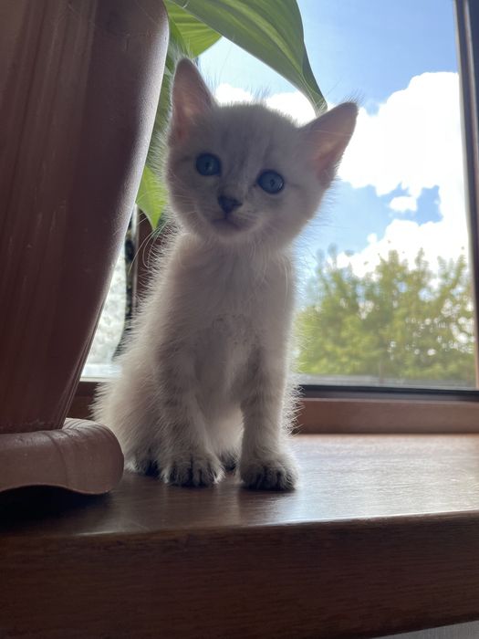 Продам сиамского котенка
