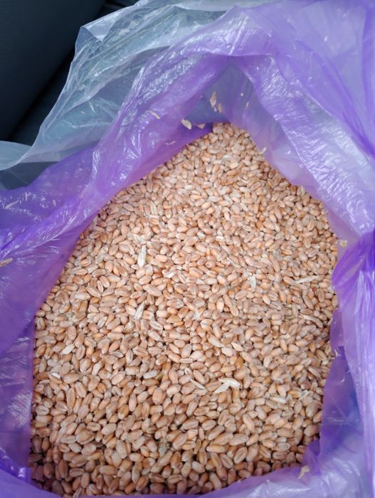Продам на корма пшеницу
