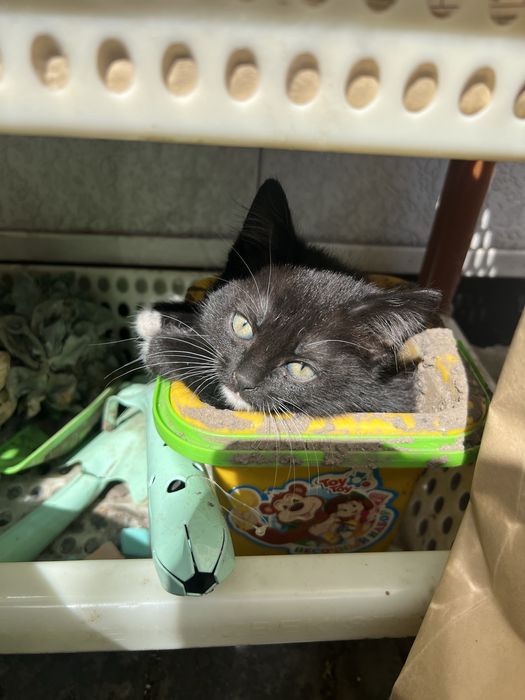 Отдам котят в добрые в руки.