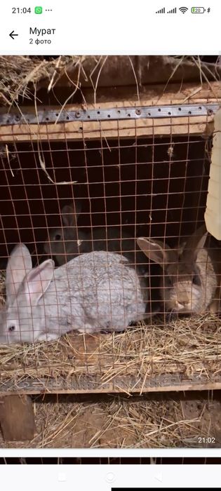 Продам  крольчат фландера