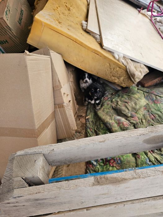 Дворняшки ///////////