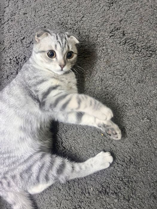 Срочно продам котенка мальчика