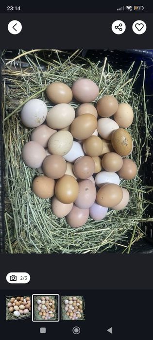 Куры нисушки продажа