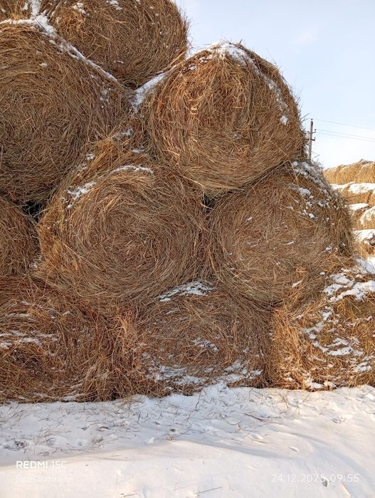 Продам сена в рулоны 250-350 кг