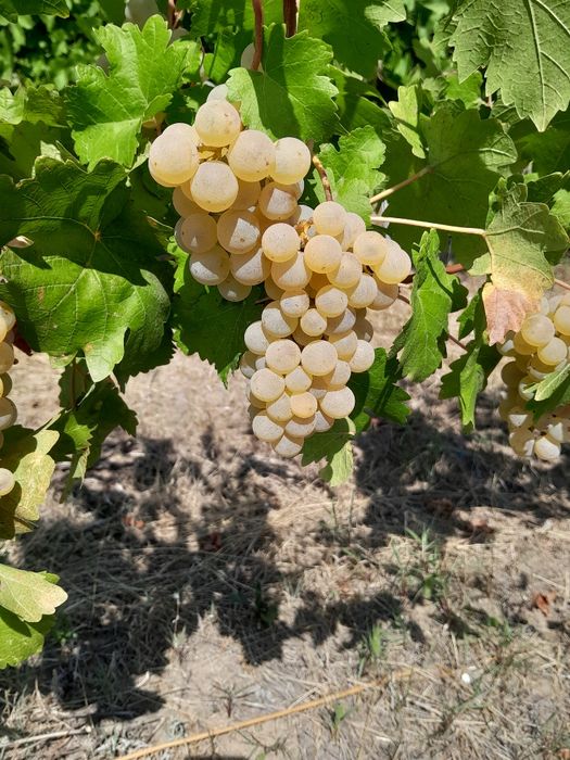 Vindem struguri  de vin