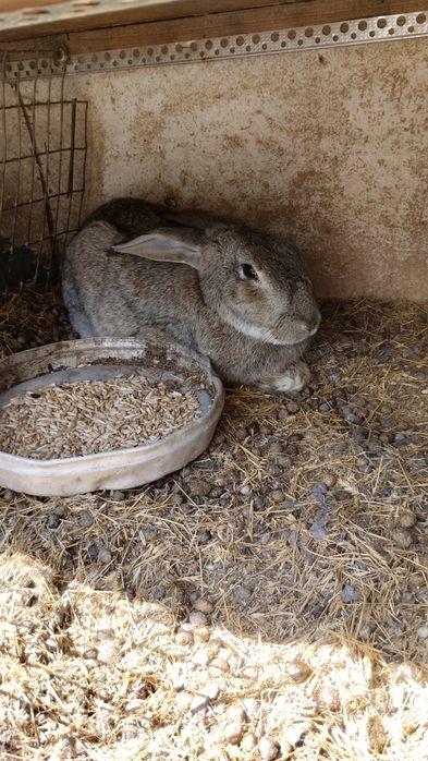 Продам самцов кролика!