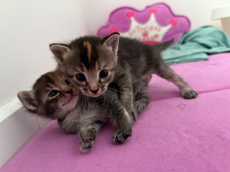 Продам милых котят