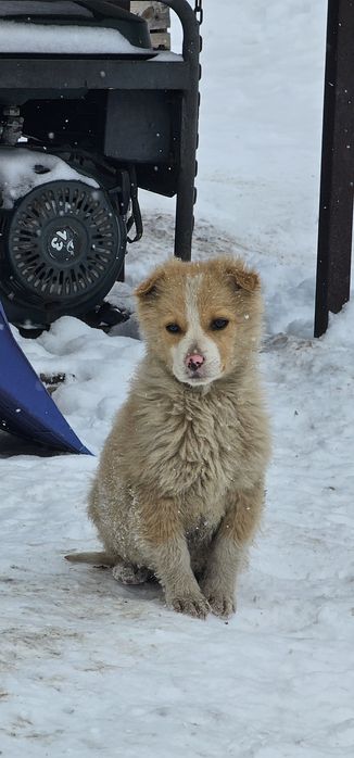 Отдадим в хорошие руки