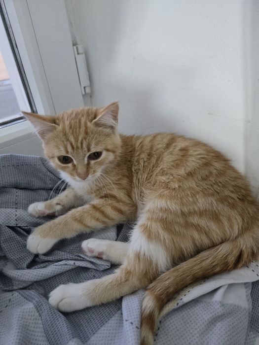 Отдам котёнка в добрые руки