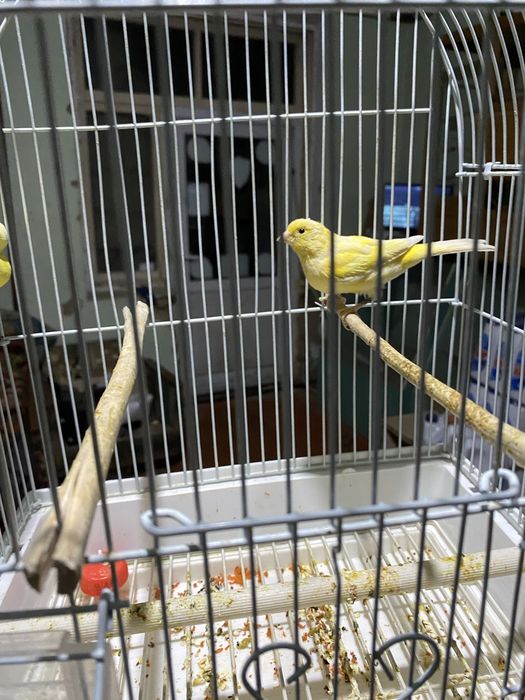Продам канарейку