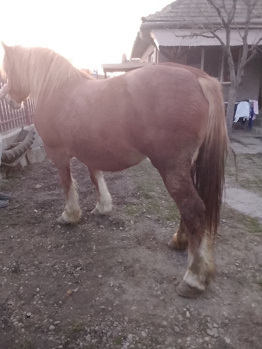 Vând o iapă de 6 ani