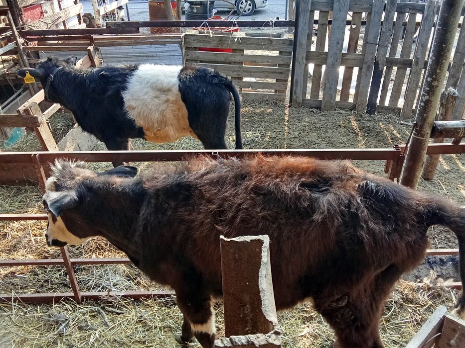 Продам два Теленка