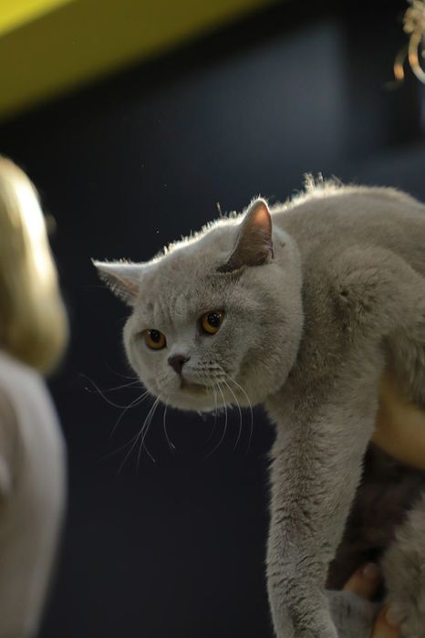 Временно открыт для вязок!